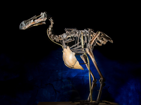 dodo-skeleton