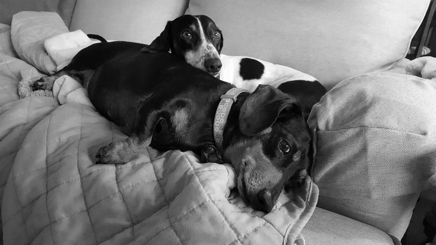 two dachshund dogs lying on a couch 