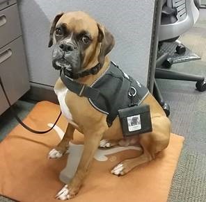 Dell Service Dog Coach