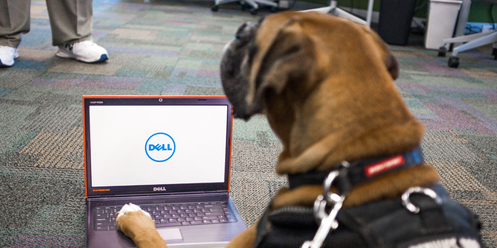 Dell service dog Coach sitting in front of a laptop