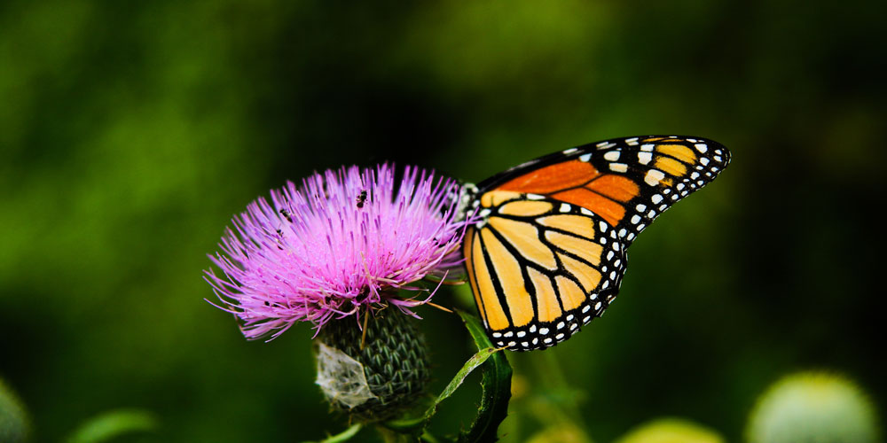 a monarch butterfly lights on a purple thistle