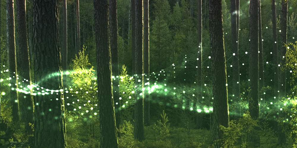 lights float in a green forest