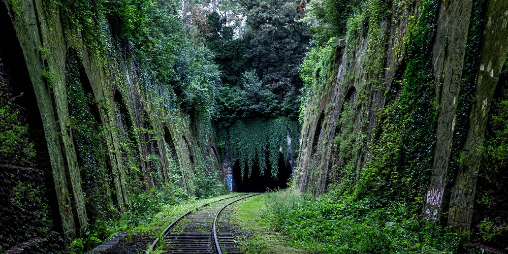 train tracks lead into a tunnel overgrown with vegetation 