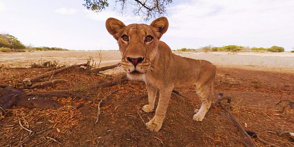 image of a young lion taken from a 360 camera as the lion stares into its lens