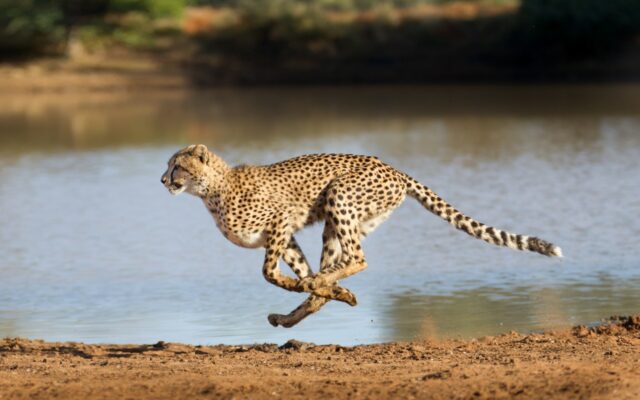 A cheetah is running along a body of water in the wild.
