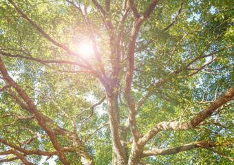 View from the ground of a large tree with sunshine coming through green leaves.