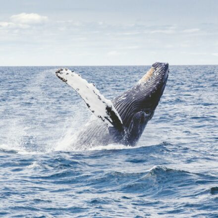 Photo of a blue whale breaching courtesy of Thomas Kelley from Unsplash.
